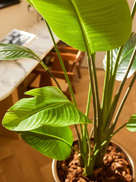 Искусственное растение Strelitzia Nicolai / Стрелиция Николая H180cm NKoop EEG