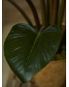 Искусственное растение Philodendron green-burgundy / Филодендрон H120cm NKoop EEG