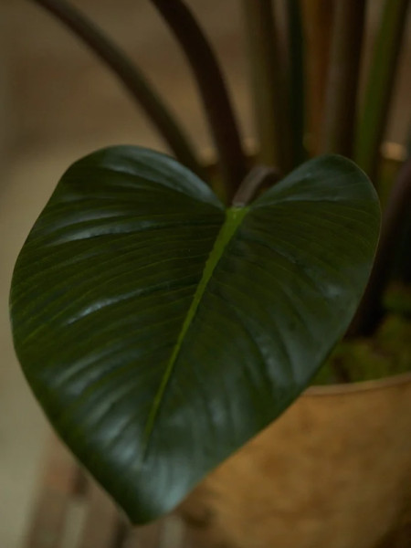 Искусственное растение Philodendron green-burgundy / Филодендрон H120cm NKoop EEG