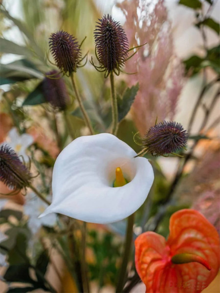 Artificial Plant Calla Lily White H70cm NKoop EEG