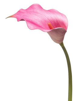Artificial Plant Calla Lily Fuchsia H83cm