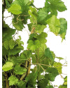 Искусственное растение Grape Ivy Tree / Виноградный плющ H120cm NKoop FW