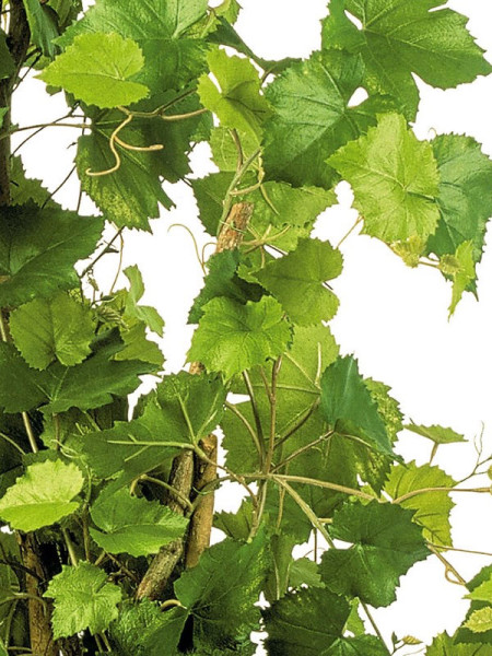 Искусственное растение Grape Ivy Tree / Виноградный плющ H120cm NKoop FW