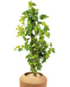 Искусственное растение Grape Ivy Tree / Виноградный плющ H120cm NKoop FW