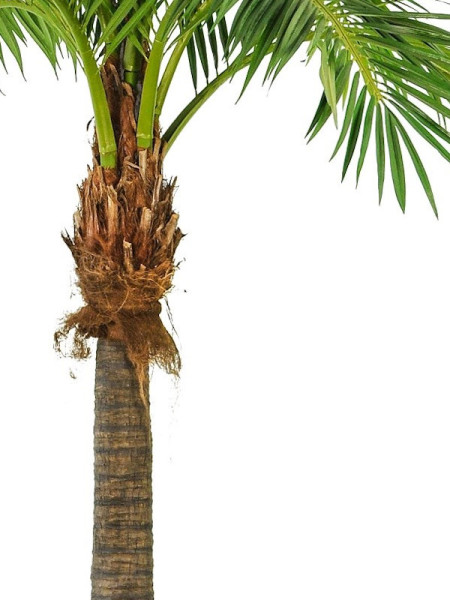 Искусственное растение Giant Phoenix Palm / Пальма Финиковая H480cm NKoop FW