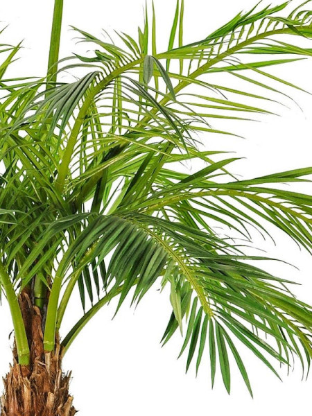 Искусственное растение Giant Phoenix Palm / Пальма Финиковая H480cm NKoop FW