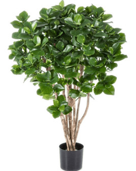 Искусственное растение Clusia Bush Tree / Клузия дерево H110cm
