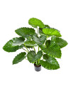 Искусственное растение Alocasia Calidora / Алоказия Калидора H95cm NKoop FW