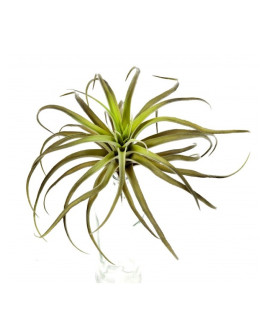 Искусственное растение Tillandsia Flocked / Тилландсия H26cm