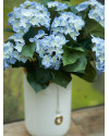 Artificial Plant Hydrangea Bush Light Blue H37cm NKoop EEG