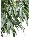Artificial Plant Ficus Longifolia Royal Tree H400cm NKoop DP
