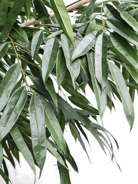 Artificial Plant Ficus Longifolia Royal Tree H400cm NKoop DP