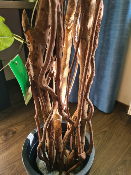 Artificial Plant Ficus Liana H170cm NKoop EEG