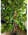 Artificial Plant Ficus Liana H170cm NKoop EEG