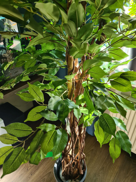Artificial Plant Ficus Liana H170cm NKoop EEG