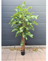 Artificial Plant Ficus Liana H170cm NKoop EEG