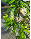 Artificial Plant Dracaena Tree H155cm NKoop EEG