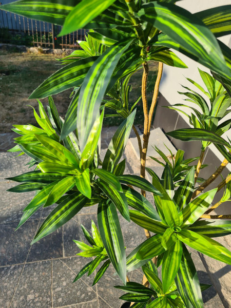 Artificial Plant Dracaena Tree H155cm NKoop EEG