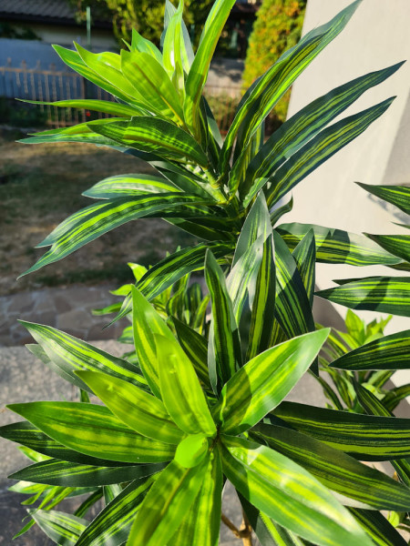 Artificial Plant Dracaena Tree H155cm NKoop EEG