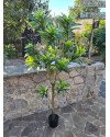 Artificial Plant Dracaena Tree H155cm NKoop EEG