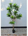 Artificial Plant Dracaena Tree H155cm NKoop EEG