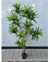 Artificial Plant Dracaena Tree H155cm NKoop EEG