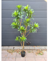 Artificial Plant Dracaena Tree H155cm NKoop EEG
