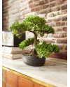 Искусственное растение Ficus Bonsai / Фикус Бонсай H32cm NKoop EEG