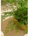 Artificial plant Fern Adianthum H55cm NKoop EEG