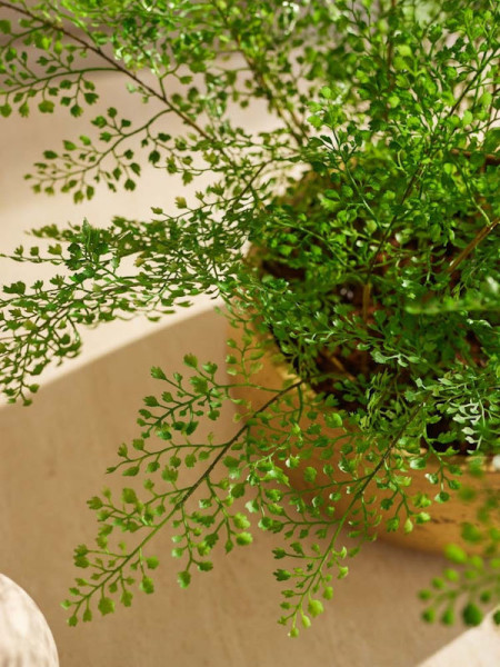 Artificial plant Fern Adianthum H55cm NKoop EEG