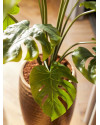 Штучна рослина Monstera / Монстера H95cm NKoop EEG