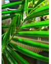 Artificial Plant Palm Areca H180cm NKoop EEG