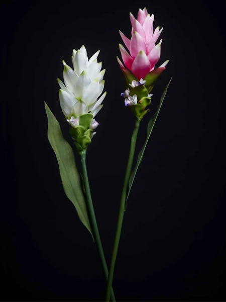 Искусственный цветок Curcuma Pink / Куркума H80cm NKoop EEG