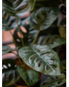 Искусственное растение Monstera Monkey bush / Монстера Манки куст H43cm NKoop EEG