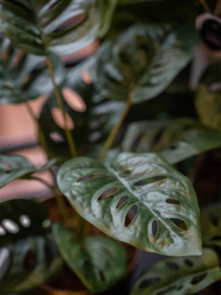 Искусственное растение Monstera Monkey bush / Монстера Манки куст H43cm NKoop EEG