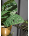 Искусственное растение Monstera Monkey bush / Монстера Манки куст H30cm NKoop EEG