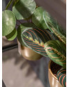 Искусственное растение Maranta bush green / Маранта H30cm NKoop EEG