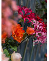 Artificial flower Peony Sarah Coral H73cm NKoop EEG