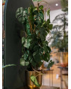 Artificial Plant Monstera H75cm NKoop EEG