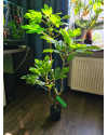 Искусственное инжирное дерево H95cm NKoop EEG