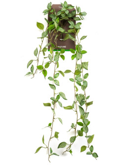 Искусственное растение Peperomia Green-White / Пеперомия пёстрая лиана H85cm