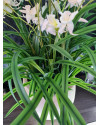 Artificial Plant Orchid Wild white H85cm NKoop FW