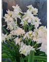 Artificial Plant Orchid Wild white H85cm NKoop FW
