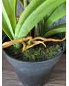 Artificial Plant Orchid Vanda pink H60cm NKoop EEG