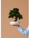 Искусственное растение Pinus Bonsai / Сосна Бонсай H37cm NKoop EEG