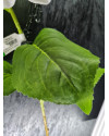 Artificial Plant Hydrangea XL White H90cm NKoop EEG