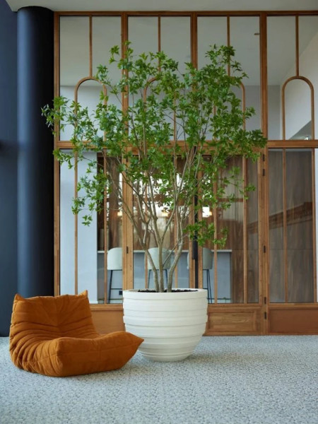 Искусственное растение Laurel Tree multi trunk / Лавровое дерево H285cm NKoop EEG
