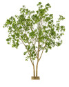 Искусственное растение Laurel Tree multi trunk / Лавровое дерево H285cm NKoop EEG