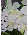 Artificial Plant Orchid Vanda White H60cm NKoop EEG