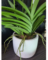 Artificial Plant Orchid Vanda White H60cm NKoop EEG